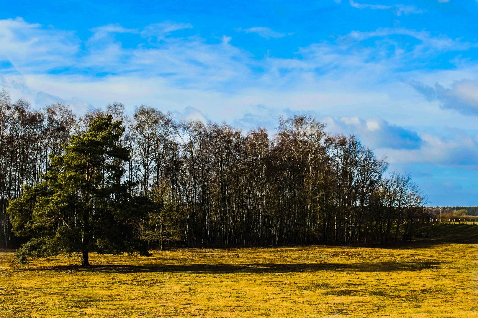 Einsamer Baum