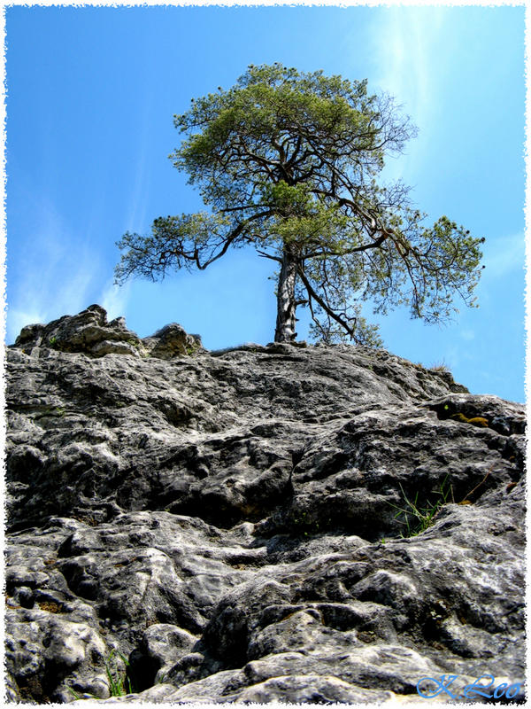 Einsamer Baum