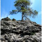 Einsamer Baum