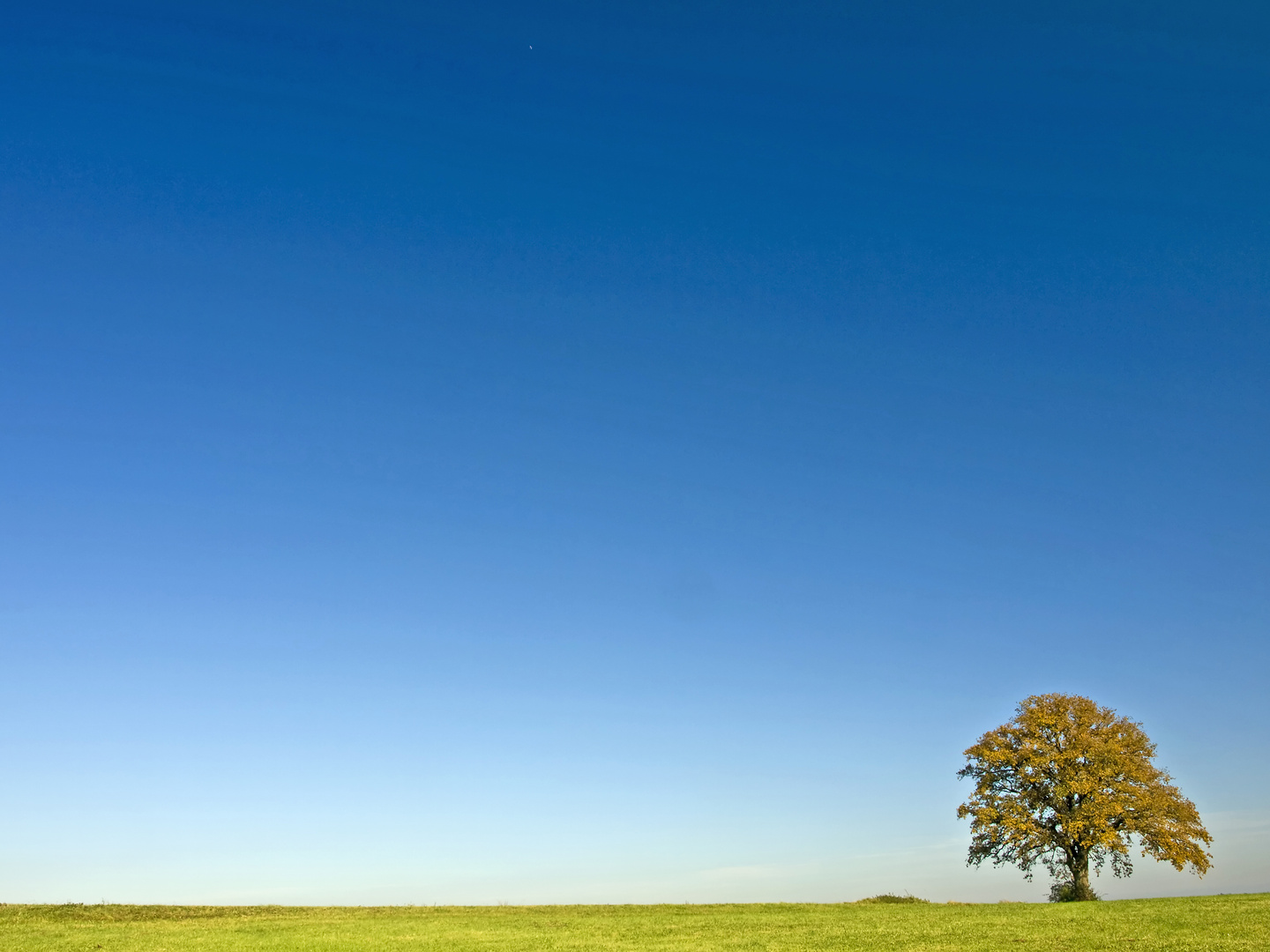 einsamer Baum