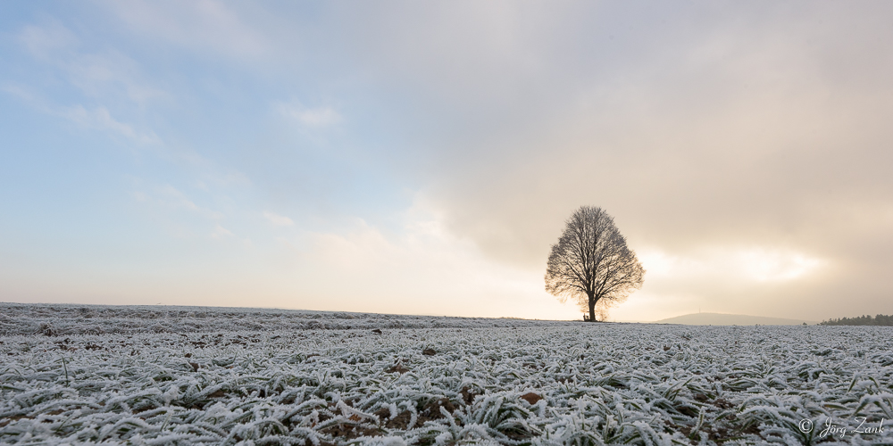 Einsamer Baum