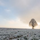 Einsamer Baum