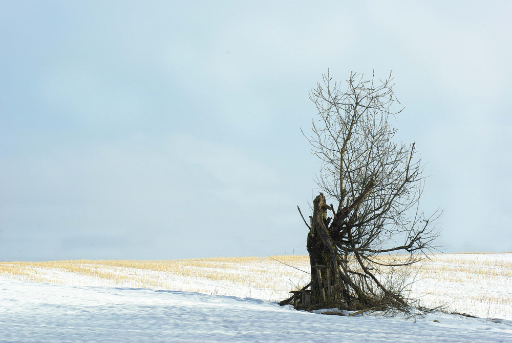 Einsamer Baum