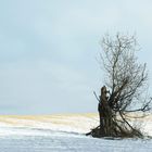 Einsamer Baum