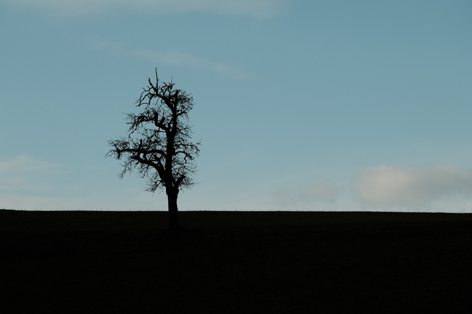 Einsamer Baum