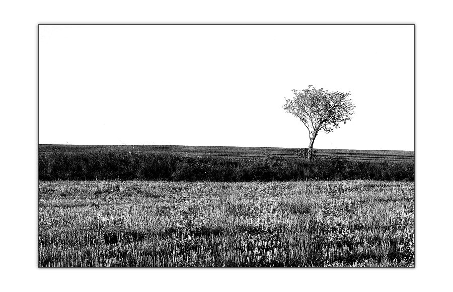 Einsamer Baum