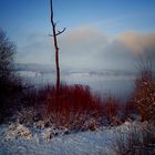 einsamer Baum