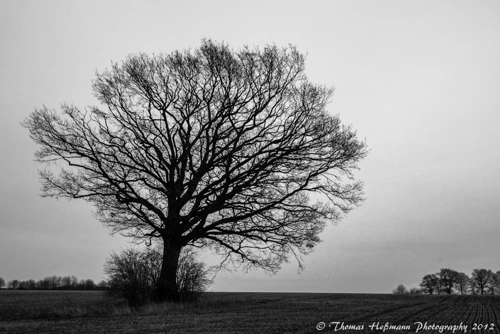 Einsamer Baum...