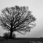 Einsamer Baum...