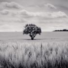 einsamer Baum