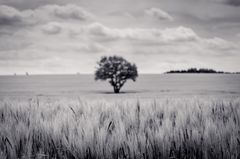 einsamer Baum