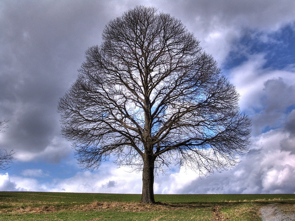 einsamer Baum Foto & Bild | jahreszeiten, natur Bilder auf fotocommunity