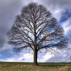 einsamer Baum