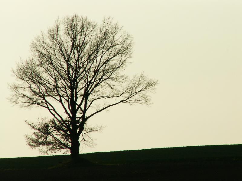 Einsamer Baum...