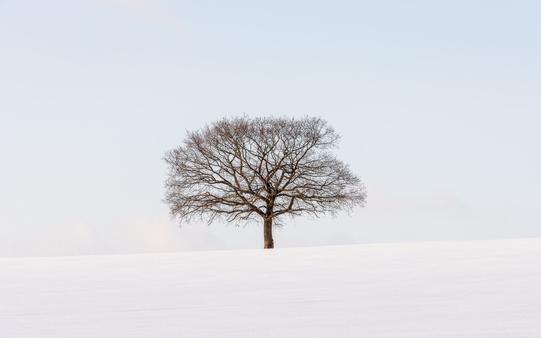 Einsamer Baum