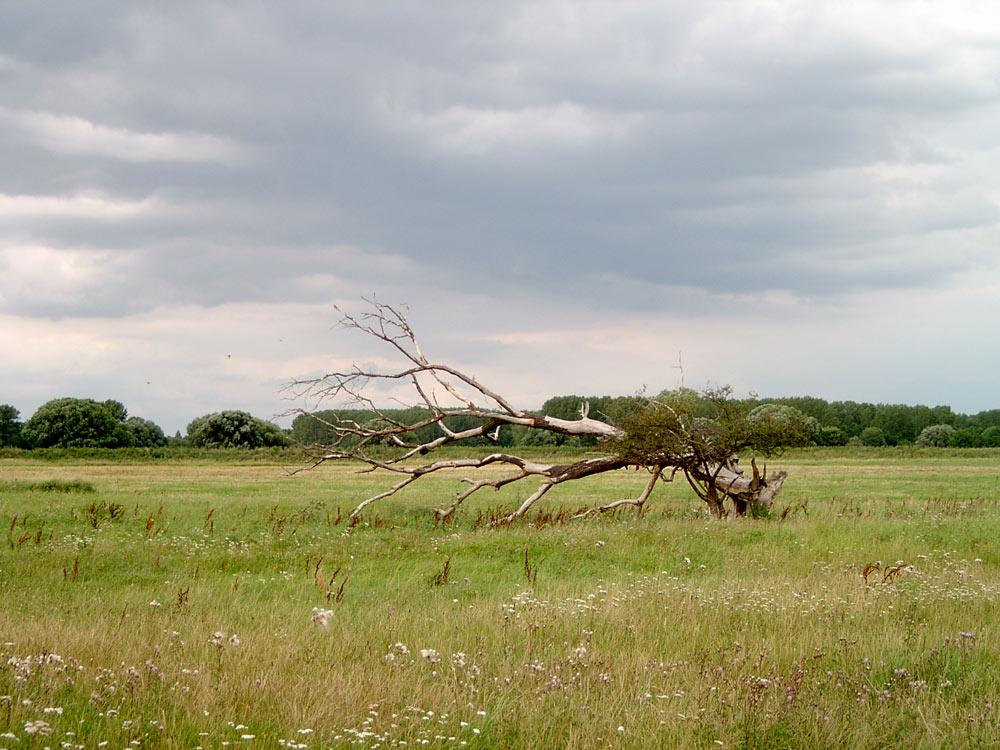 einsamer Baum