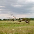 einsamer Baum