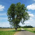 einsamer Baum