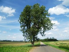 einsamer Baum