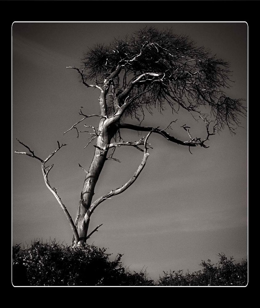 Einsamer Baum