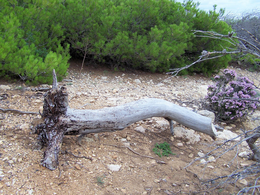 Einsamer Baum