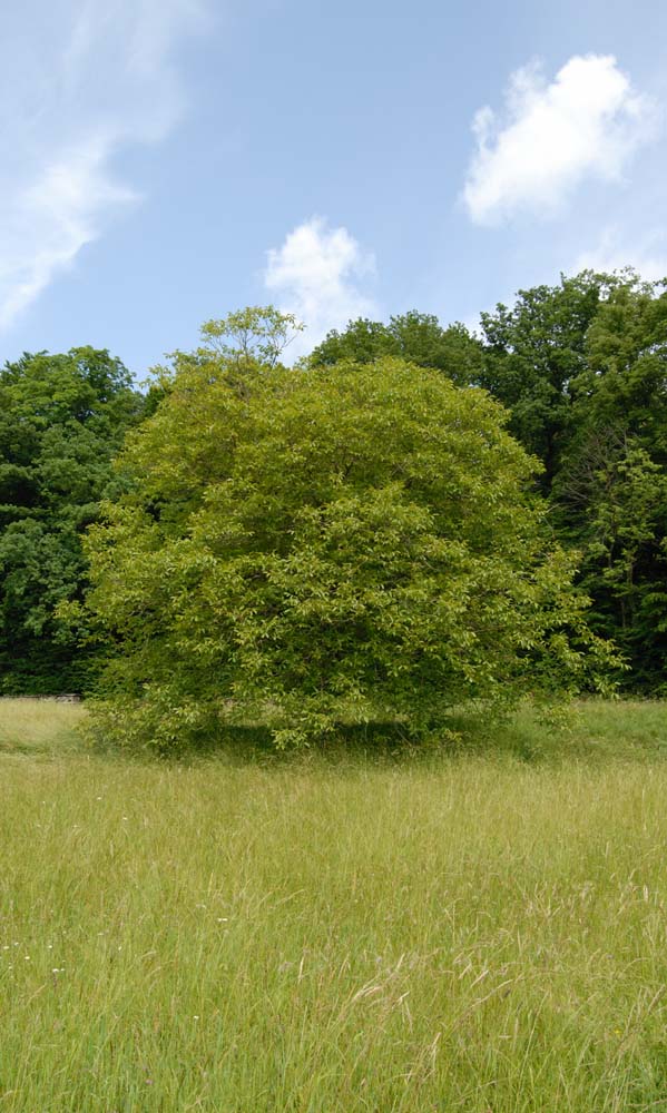 Einsamer Baum