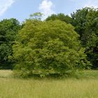 Einsamer Baum