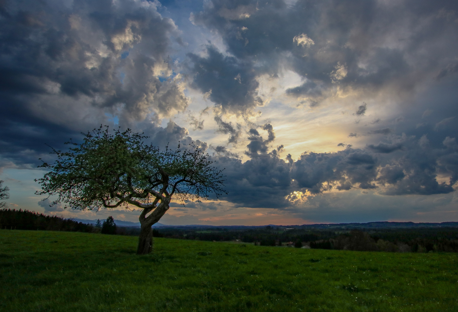 Einsamer Baum