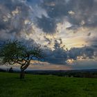 Einsamer Baum