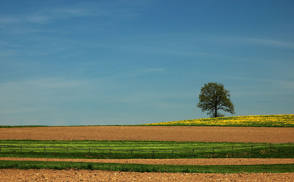 Einsamer Baum