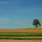 Einsamer Baum