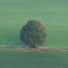 einsamer Baum