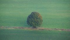 einsamer Baum