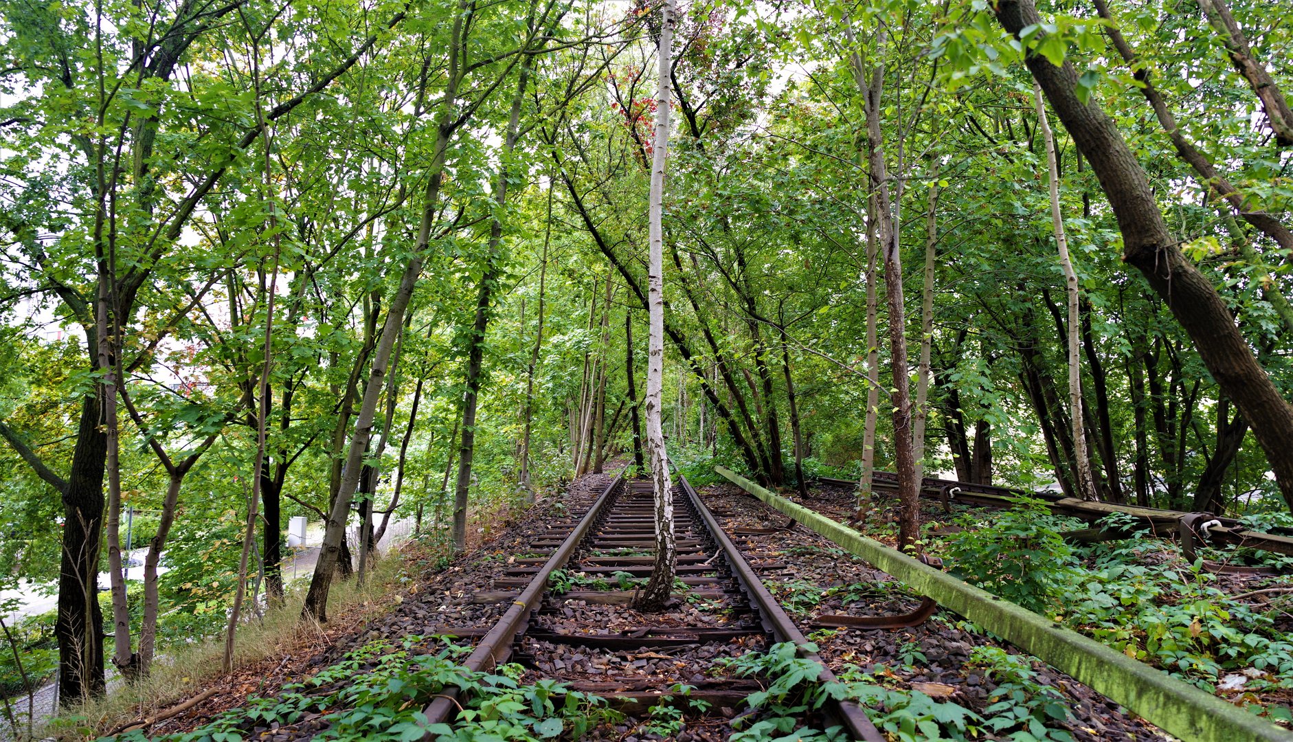 Einsamer Baum