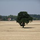 Einsamer Baum