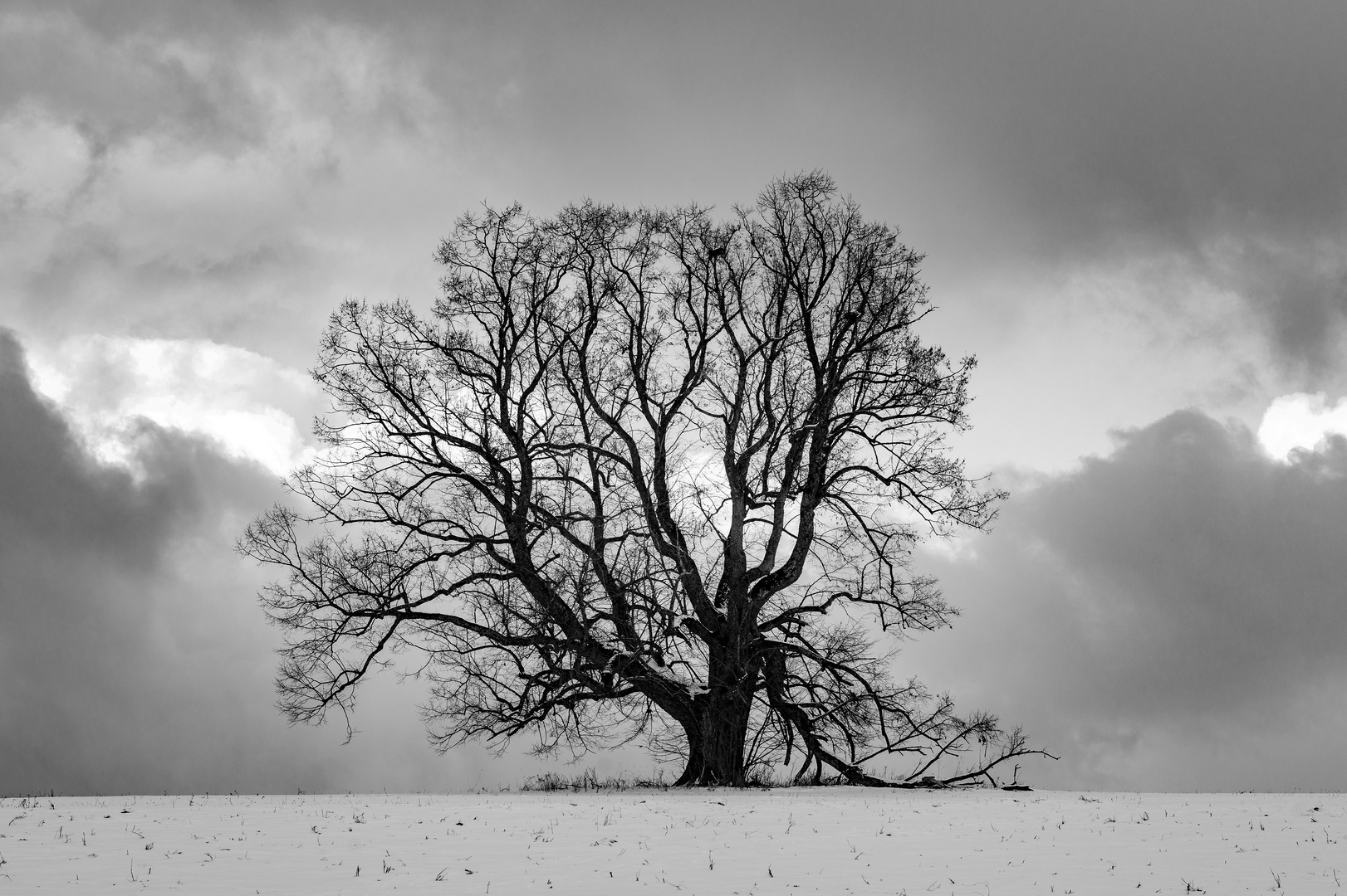 Einsamer Baum 