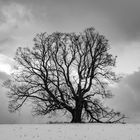 Einsamer Baum 