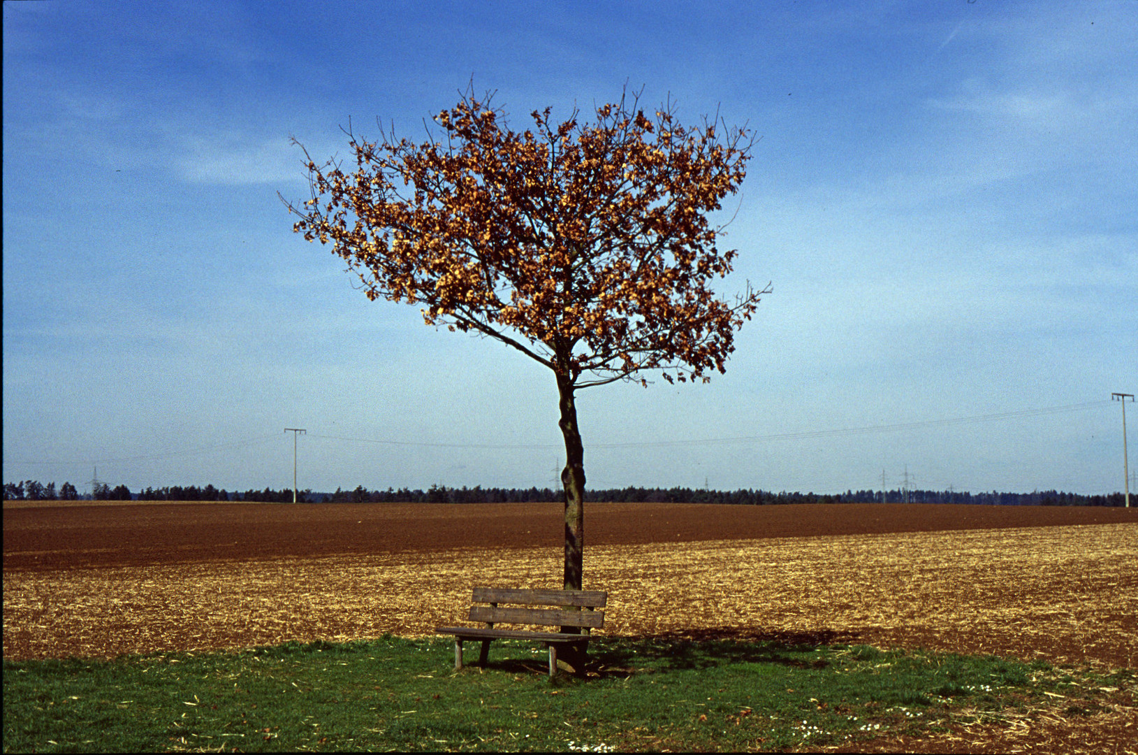 Einsamer Baum