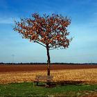 Einsamer Baum