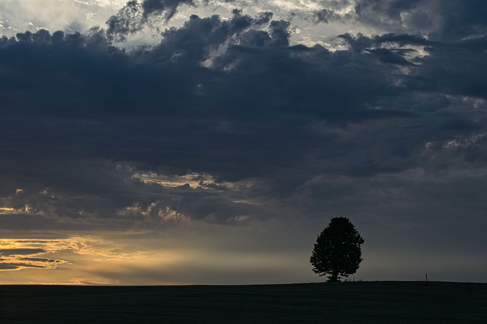 einsamer Baum