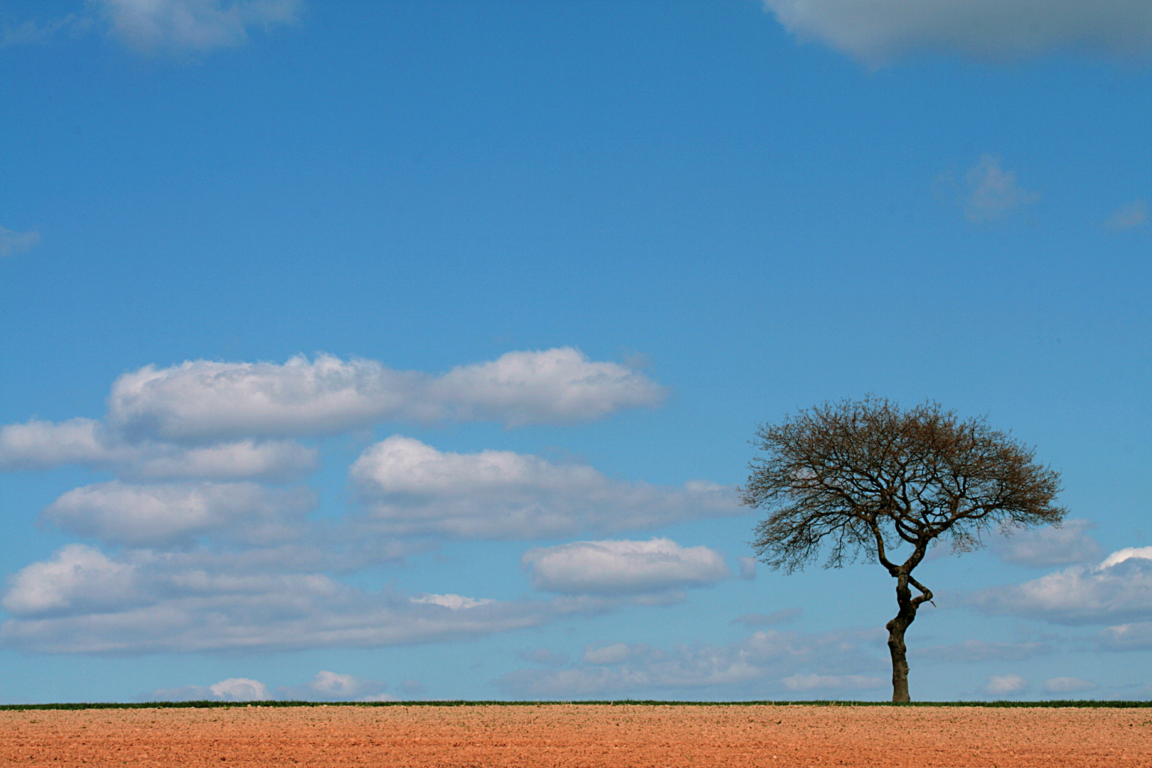 einsamer Baum