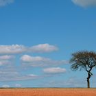 einsamer Baum