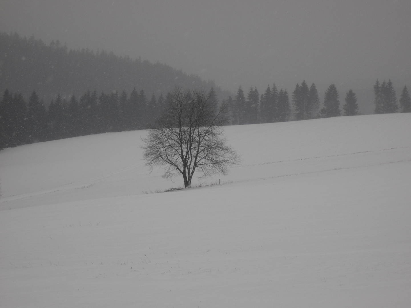 Einsamer Baum