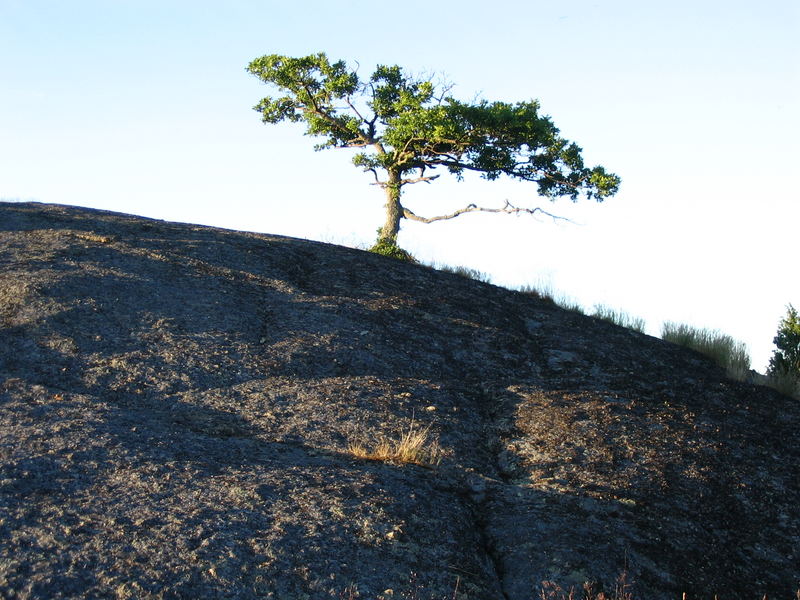 einsamer Baum