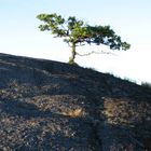 einsamer Baum