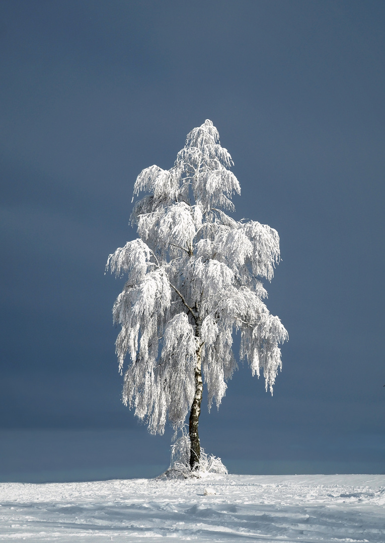 Einsamer Baum