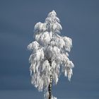 Einsamer Baum