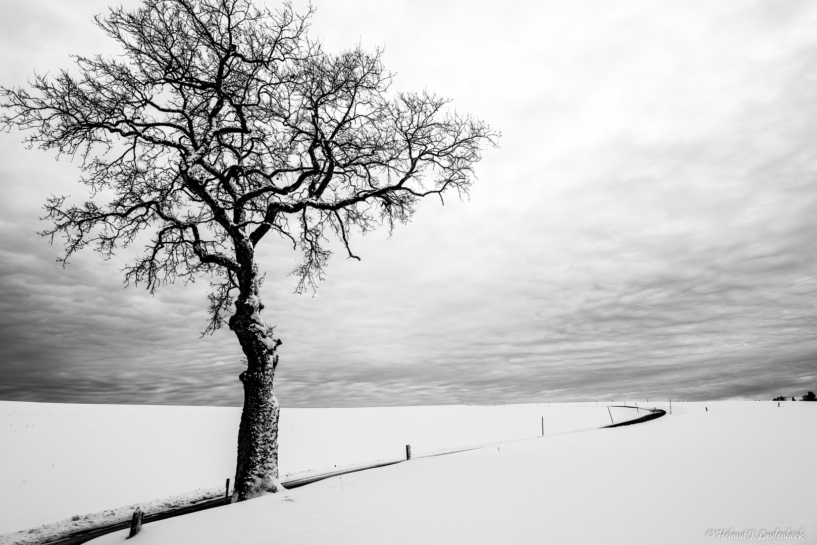 Einsamer Baum