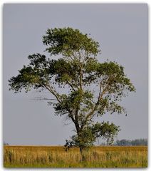 Einsamer Baum