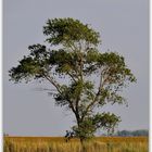 Einsamer Baum